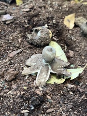 Geastrum pectinatum