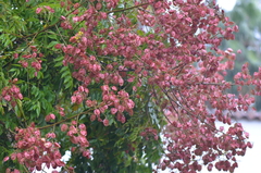 Cassia grandis