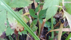 Liriomyza phloxiphaga