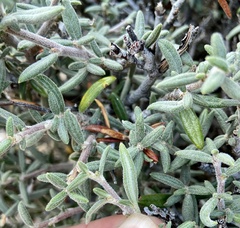 Cercocarpus