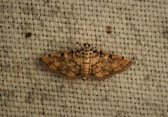 Lamprosema tampiusalis