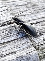 Coleoptera