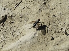 Microphthalma disjuncta