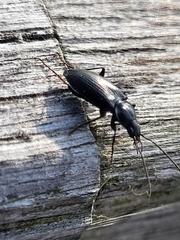 Coleoptera