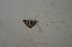 Melipotis perpendicularis