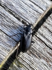 Coleoptera