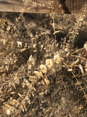 Lepidium perfoliatum