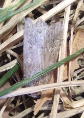 Lithophane antennata