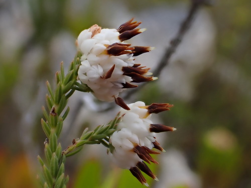 Image of Erica cumuliflora by (c) Ren Hoekstra, some rights reserved (CC BY)