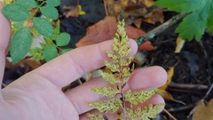 Cystopteris protrusa