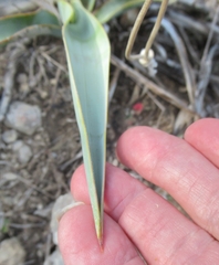 Yucca pallida