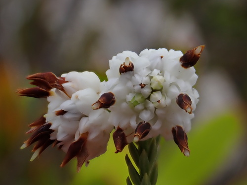 Image of Erica cumuliflora by (c) Ren Hoekstra, some rights reserved (CC BY)