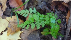 Cystopteris protrusa