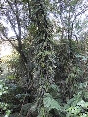 Blechnum filiforme