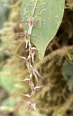 Pleurothallis tryssa