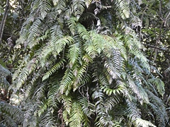Blechnum filiforme