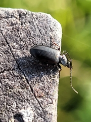 Agonum
