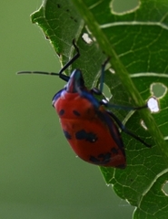 Tectocoris diophthalmus