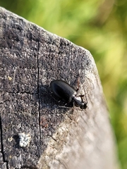 Agonum