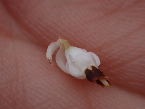 Image of Erica cumuliflora by (c) Ren Hoekstra, some rights reserved (CC BY)