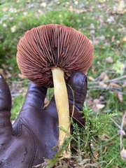 Cortinarius semisanguineus