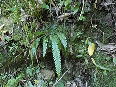 Blechnum chambersii