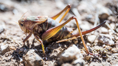 Psorodonotus