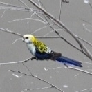 Platycercus adscitus