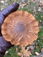 Cortinarius semisanguineus