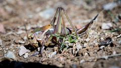 Psorodonotus