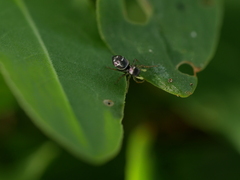 Heliophanus cupreus