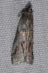 Acrobasis obliqua