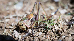 Psorodonotus