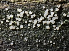 Strossmayeria basitricha