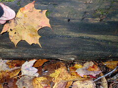 Strossmayeria basitricha