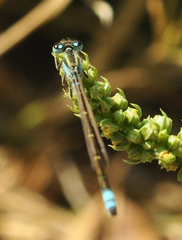 Ischnura fluviatilis