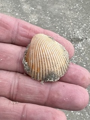 Dinocardium robustum