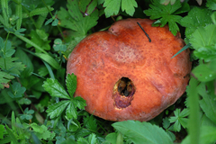 Hortiboletus rubellus
