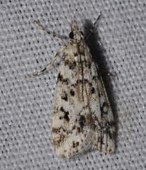 Eudonia lineola