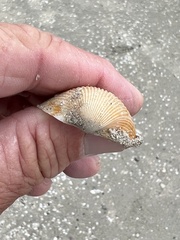 Dinocardium robustum