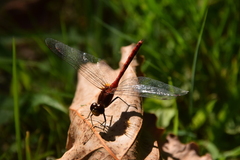 Sympetrum