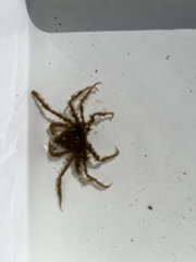 Pyromaia tuberculata