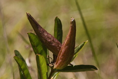 Asclepias viridis