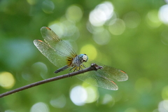 Pachydiplax longipennis