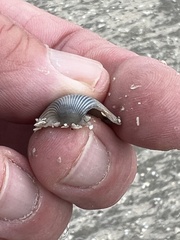 Arcoidea