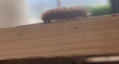 Spilosomina
