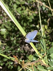 Hemiargus ceraunus