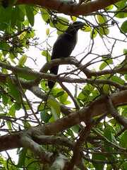 Cyanocorax cyanomelas