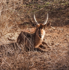 Kobus ellipsiprymnus