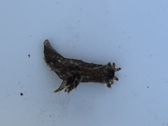 Polycera hedgpethi
